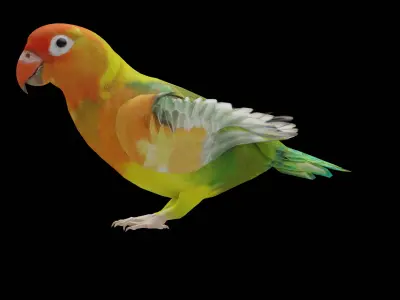 Lovebird Parrot Low-poly 3D model