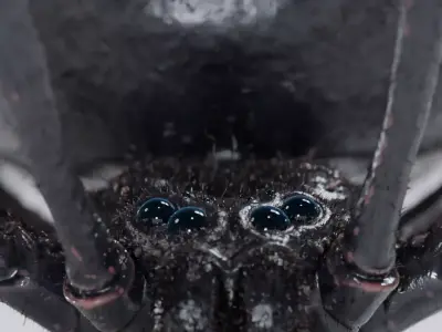 Black Widow Low-poly 3D model