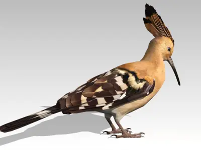 Hoopoe Low-poly 3D model