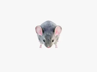 Mouse Free 3D model