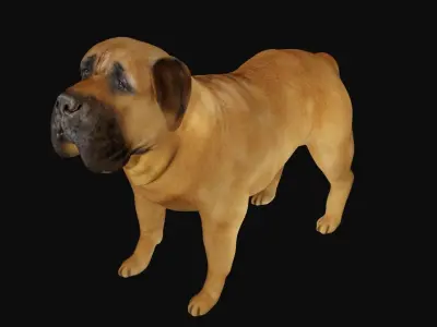 Mastiff dog Low-poly 3D model