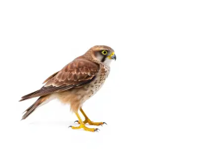 Brown Kestrel model pack Low-poly 3D model