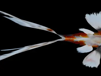 Sarasa Comet goldfish Low-poly 3D model