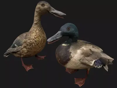 Duck Pack Low-poly 3D model