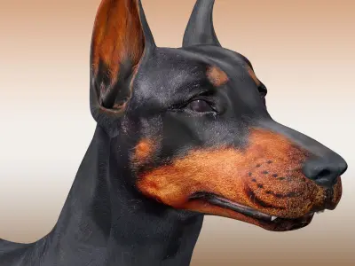  Doberman Dog Rig 3D model