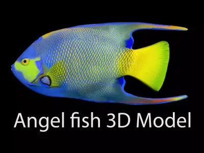 Angel Fish 3d Model 3D model