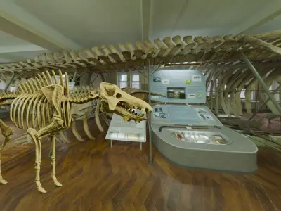 Realistic Mammals Fossil - Entelodont Low-poly 3D model