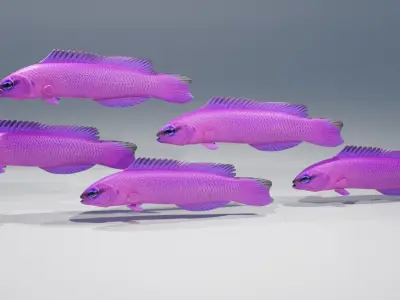 Orchid Dottyback Fish 3D model