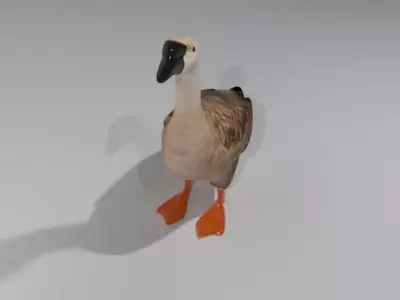 Swan Bird Low-poly 3D model