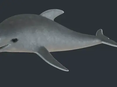 Dolphin model Low-poly 3D model