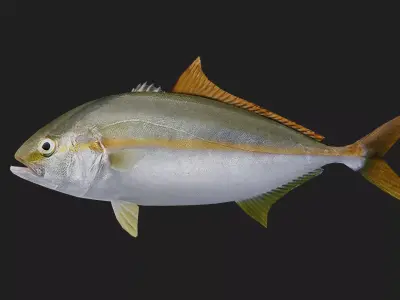 Trevally Low-poly 3D model