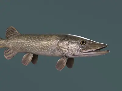 Pike Fish Low-poly 3D model