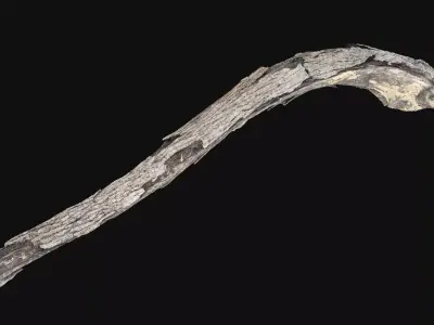 A piece of wood with bark 3d scan in highpoly 3D model