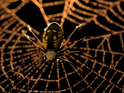 Black and Yellow Garden Spider Low-poly 3D model