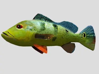 Peacock Bass Realistic Animated Low-poly 3D model