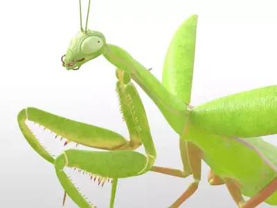 Mantis insect Low-poly 3D model