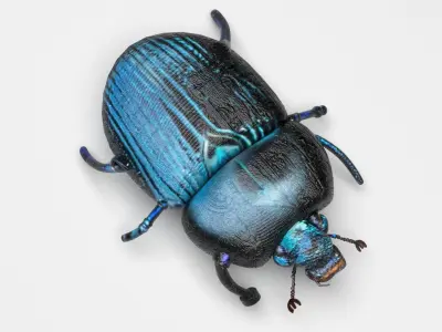 Beetle 3D model