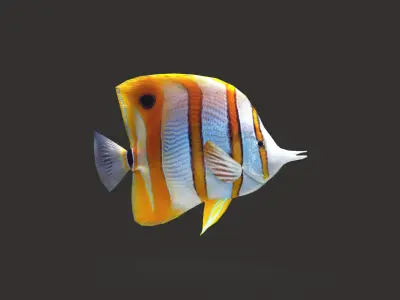 Low-Poly Butterflyfish Animated Low-poly 3D model