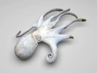 Octopus 3D model