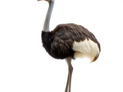 Elegant Ostrich Brown model pack Low-poly 3D model