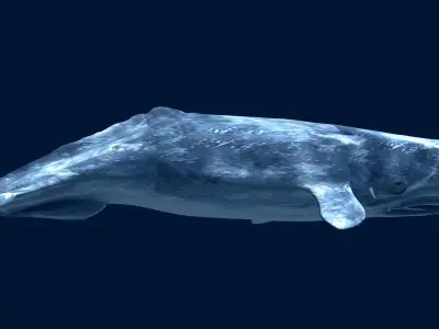 Sperm Whale 3D model