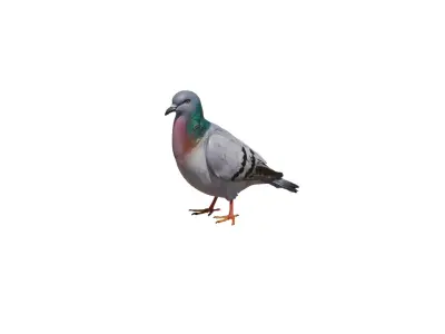 pigeon 3D Model Low-poly 3D model