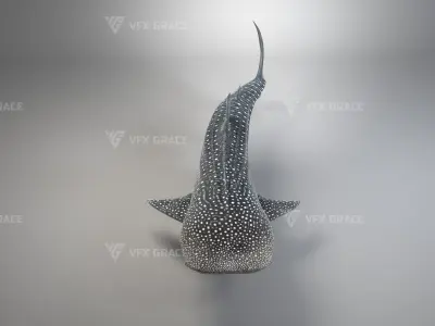 Whale Shark Animation - VFX Grace 3D model