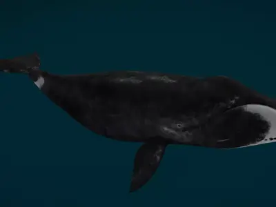 Bowhead Whale Animated Low-poly 3D model