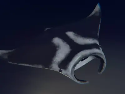 Realistic Giant Manta Ray - Mobula birostris 3D model