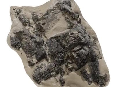  Medium Stepped Beach Rock Model 