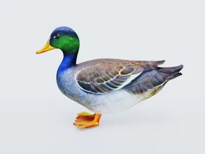 Duck Animal Free 3D model