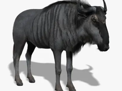 Wildebeest (FUR) (RIGGED) 3D model