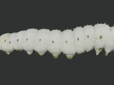 Silkworm fully rigged 3D model