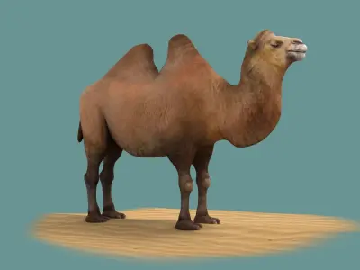 camel luggage horse animal mammal desert saudi hershel sahara 3D model
