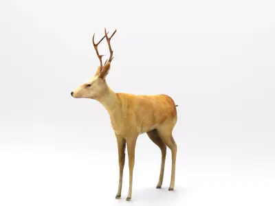 Deer  Rigged  Low-poly 3D model