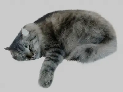 Sleeping Cat Corona 3D model