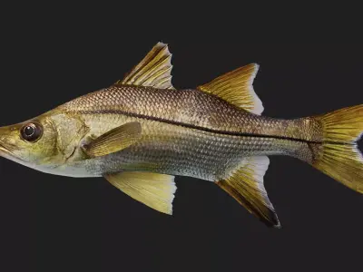 Snook Low-poly 3D model