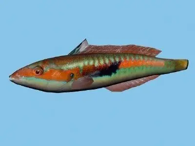 Knez - Coris julis Low-poly 3D model