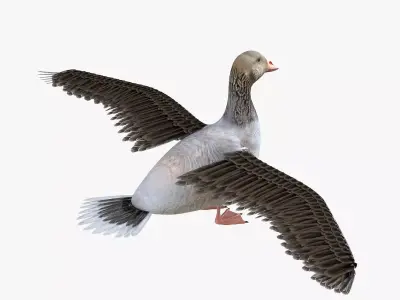 Goose bird rigged 3d model Low-poly 3D model