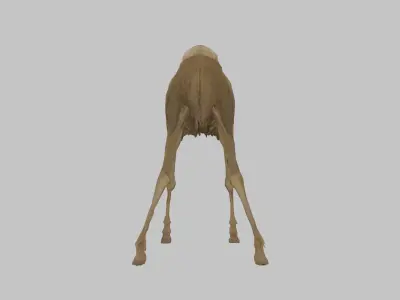 3D Model of a Stylized Deer Skeleton Low-poly 3D model