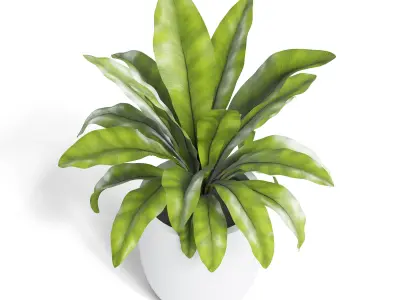 Birds Nest Fern Plant 3D model