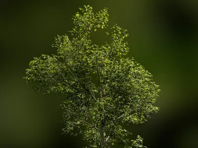 European Beech 06 3D Scanned Animated 3D model