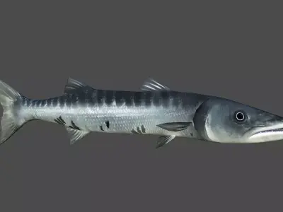 Barracuda fish Low-poly 3D model