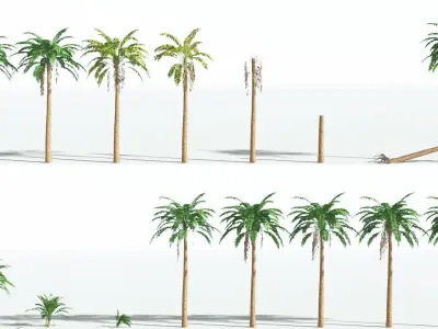 EVERYPlant African Oil Palm LowPoly 1 --16 Models-- Low-poly 3D model