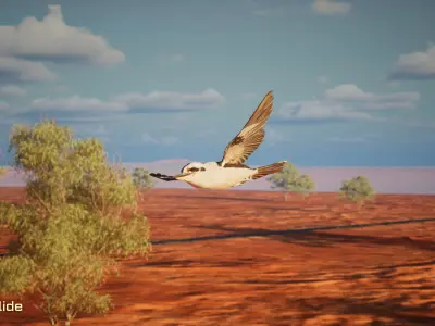 Game Ready Kookaburra with Animations Low-poly 3D model