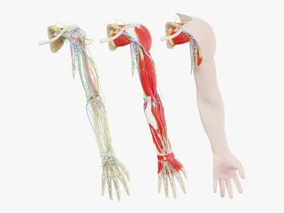 Human Male Arm Anatomy 3D model