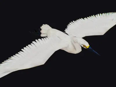 Stork Flying Bird Realistic Heron Animated Animal Lowpoly Low-poly 3D model