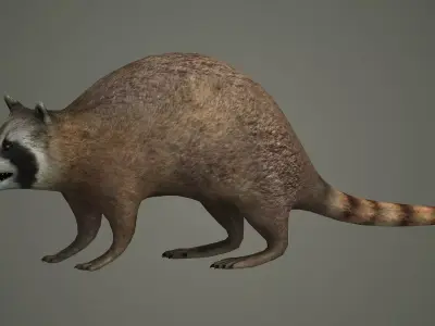 Raccoon animal rodent animal dog mammal  nature kitty 3D model