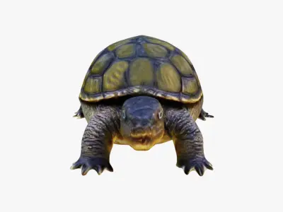 Tortoise Free 3D model