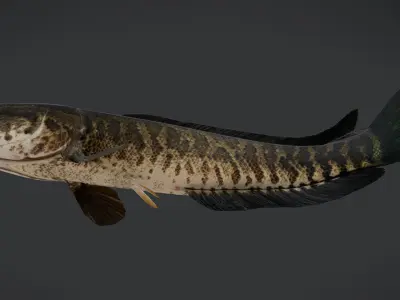 Snakehead fish Animated 3D model